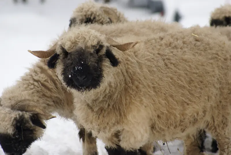 A Valais Blacknose sheep, the curly-fleeced breed native to the Zermatt valley