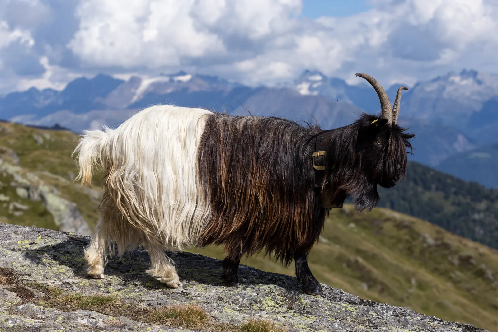 A Valais black-necked goat (Walliser Schwarzhalsziege), the breed herded through Zermatt